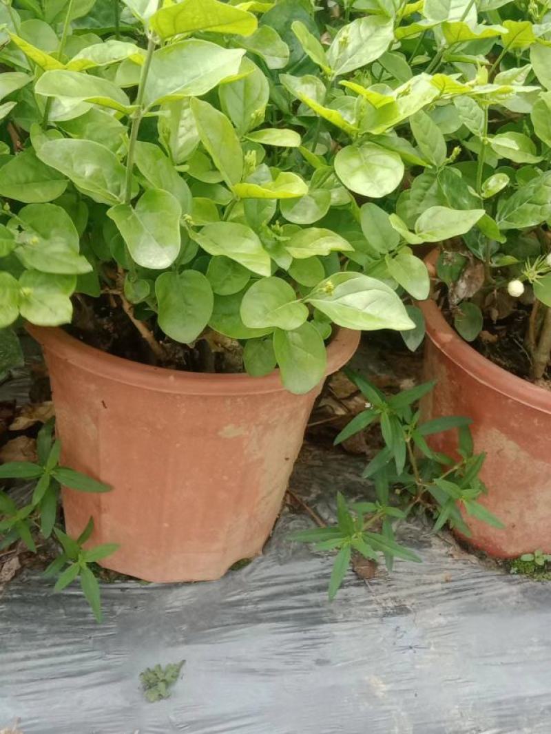 横县茉莉花窝苗盆景花卉盆栽绿植景观【基地直发】
