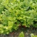 横县茉莉花窝苗盆景花卉盆栽绿植景观【基地直发】