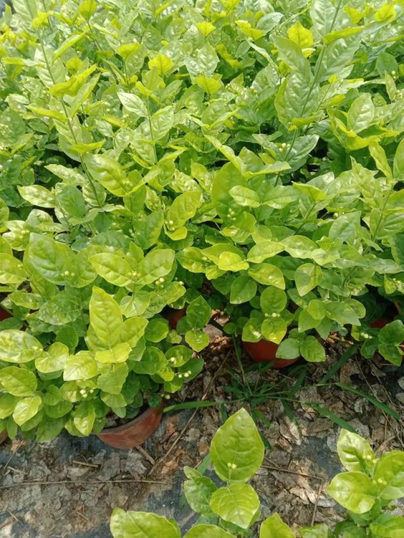 横县茉莉花窝苗盆景花卉盆栽绿植景观【基地直发】