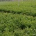 横县茉莉花窝苗盆景花卉盆栽绿植景观【基地直发】