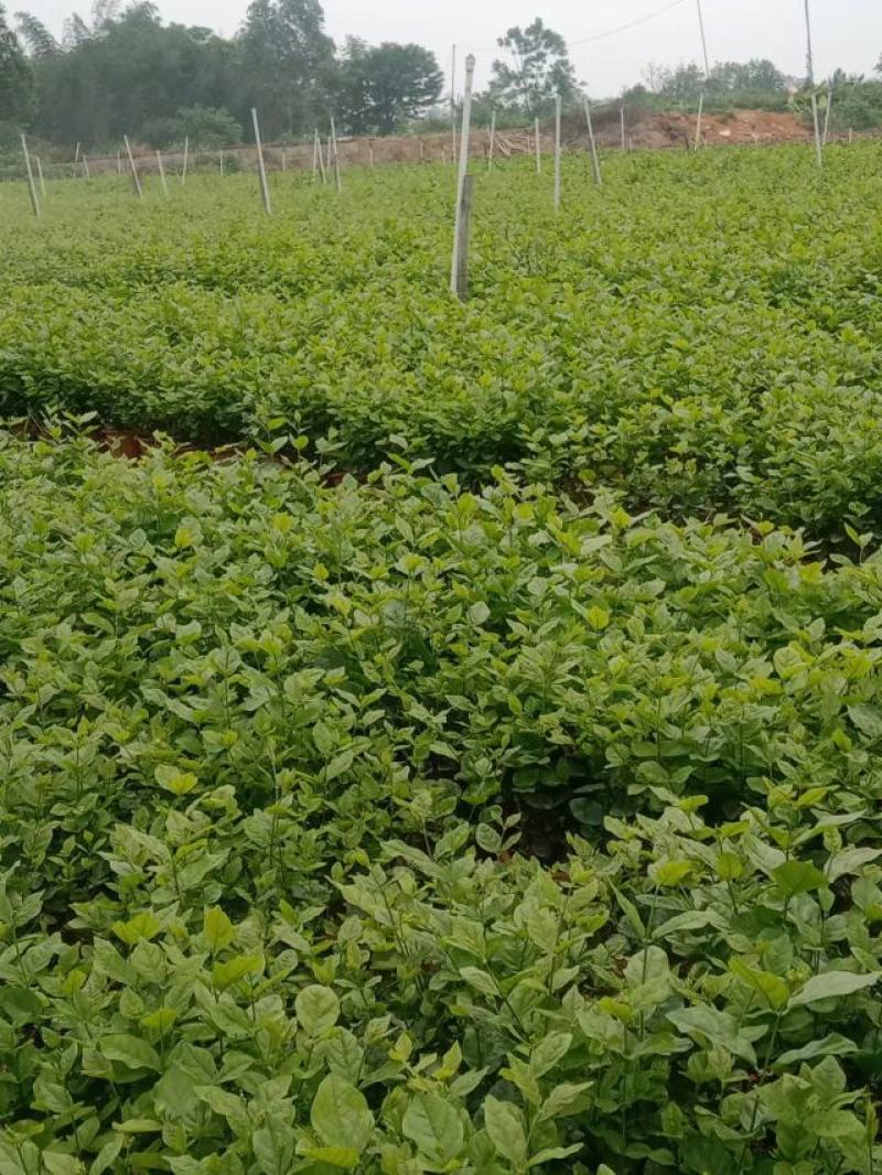 横县茉莉花窝苗盆景花卉盆栽绿植景观【基地直发】
