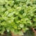 横县茉莉花窝苗盆景花卉盆栽绿植景观【基地直发】
