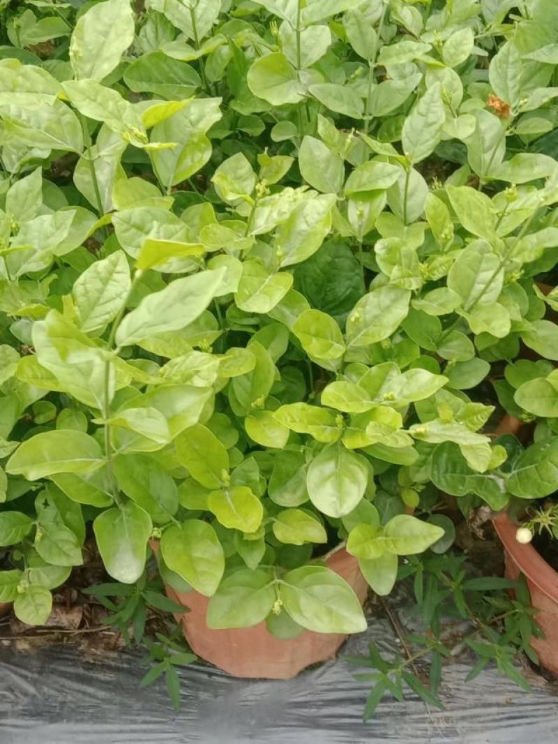 横县茉莉花窝苗盆景花卉盆栽绿植景观【基地直发】