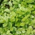 横县茉莉花窝苗盆景花卉盆栽绿植景观【基地直发】