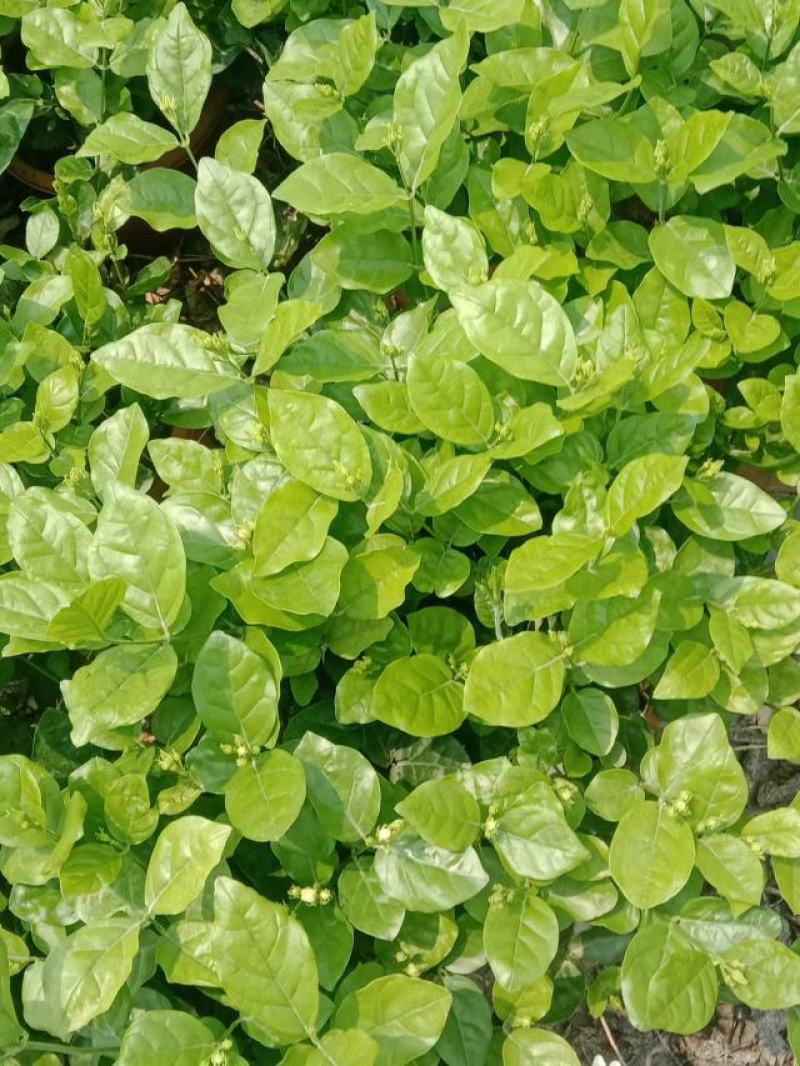 横县茉莉花窝苗盆景花卉盆栽绿植景观【基地直发】