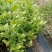 横县茉莉花窝苗盆景花卉盆栽绿植景观【基地直发】