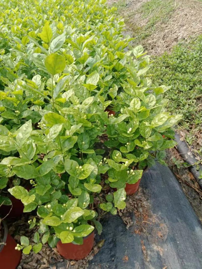 横县茉莉花窝苗盆景花卉盆栽绿植景观【基地直发】