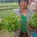 横县茉莉花窝苗盆景花卉盆栽绿植景观【基地直发】