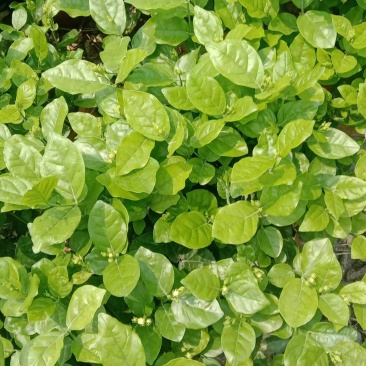 横县茉莉花窝苗盆景花卉盆栽绿植景观【基地直发】