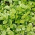 横县茉莉花窝苗盆景花卉盆栽绿植景观【基地直发】