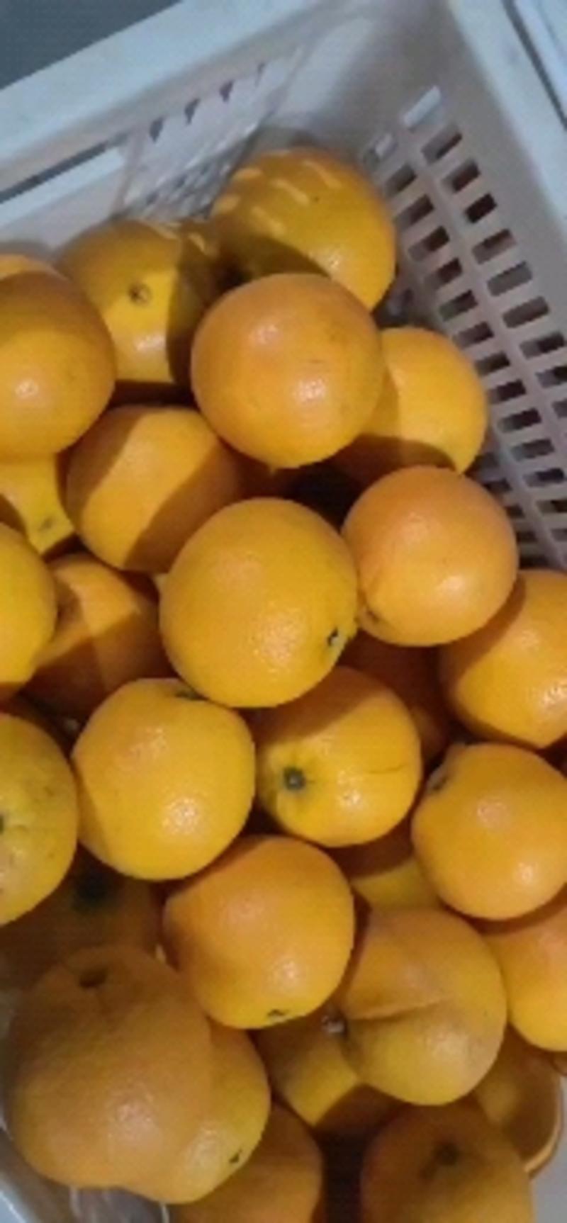 精品夏橙橙子湖北柑橘，产地柑桔，看货论价保质保量