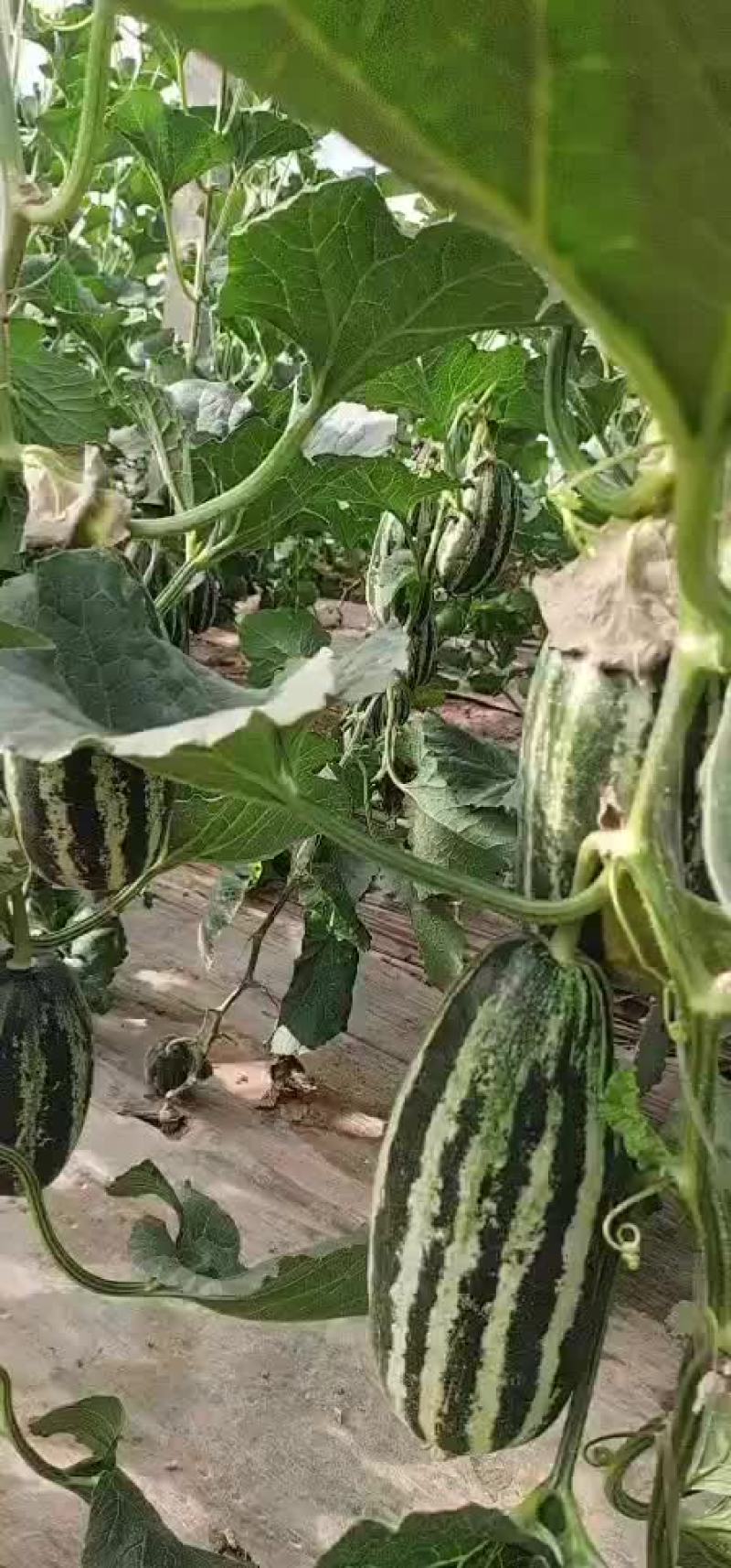 精品博洋九大量上市有需要的老板联系