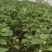 草莓，巧克力草莓，白草莓，大量出售，价格实惠