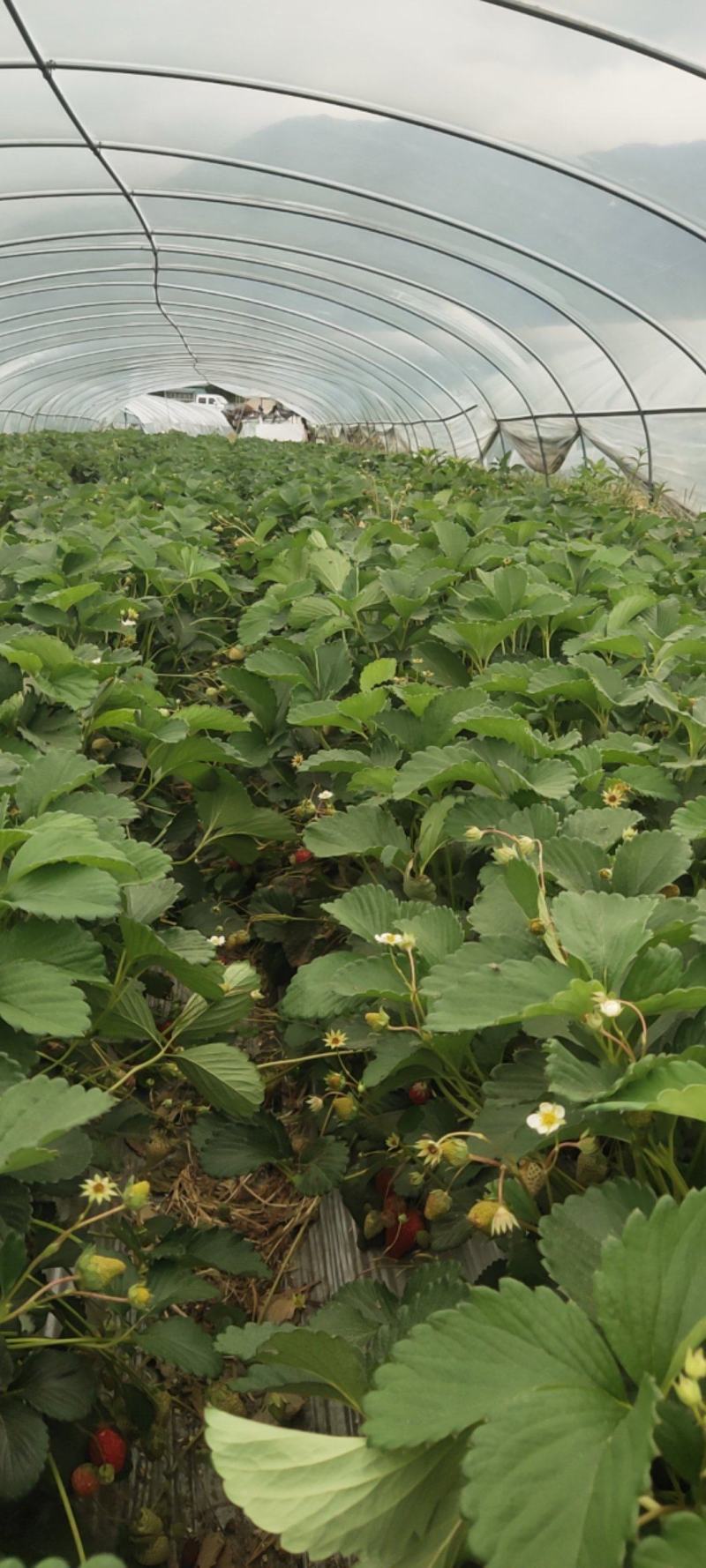 草莓，巧克力草莓，白草莓，大量出售，价格实惠