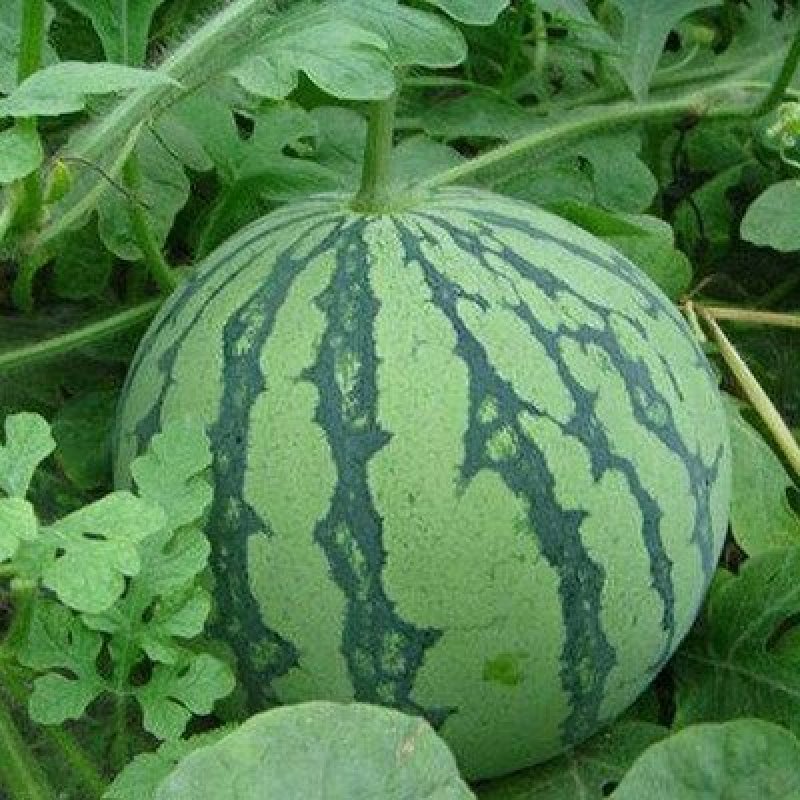 杭州精品西瓜，大量上市，品质保障，薄皮包熟包甜