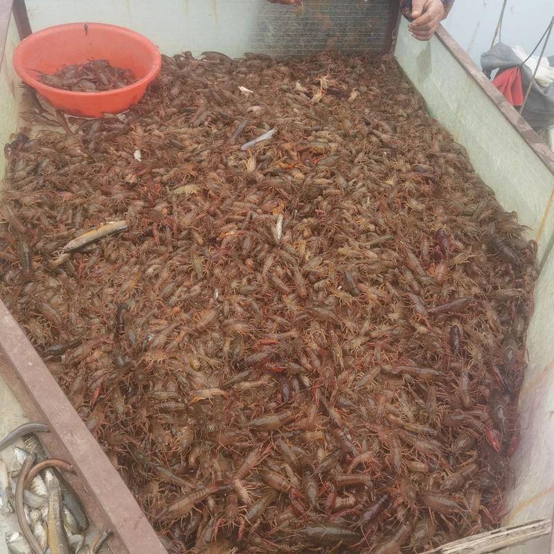 微山湖龙虾苗，每天现货5000斤，养殖场一手货源！