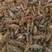 微山湖龙虾苗，每天现货5000斤，养殖场一手货源！
