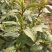 绿茶正宗2023年信阳毛尖茶叶茶农原产地直销保质保量明茶