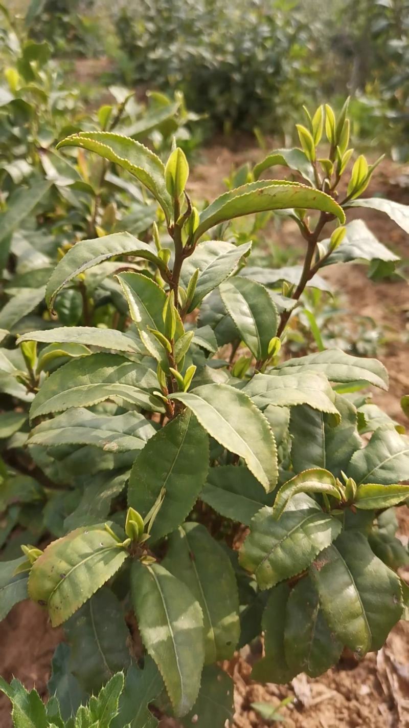 绿茶正宗2023年信阳毛尖茶叶茶农原产地直销保质保量明茶