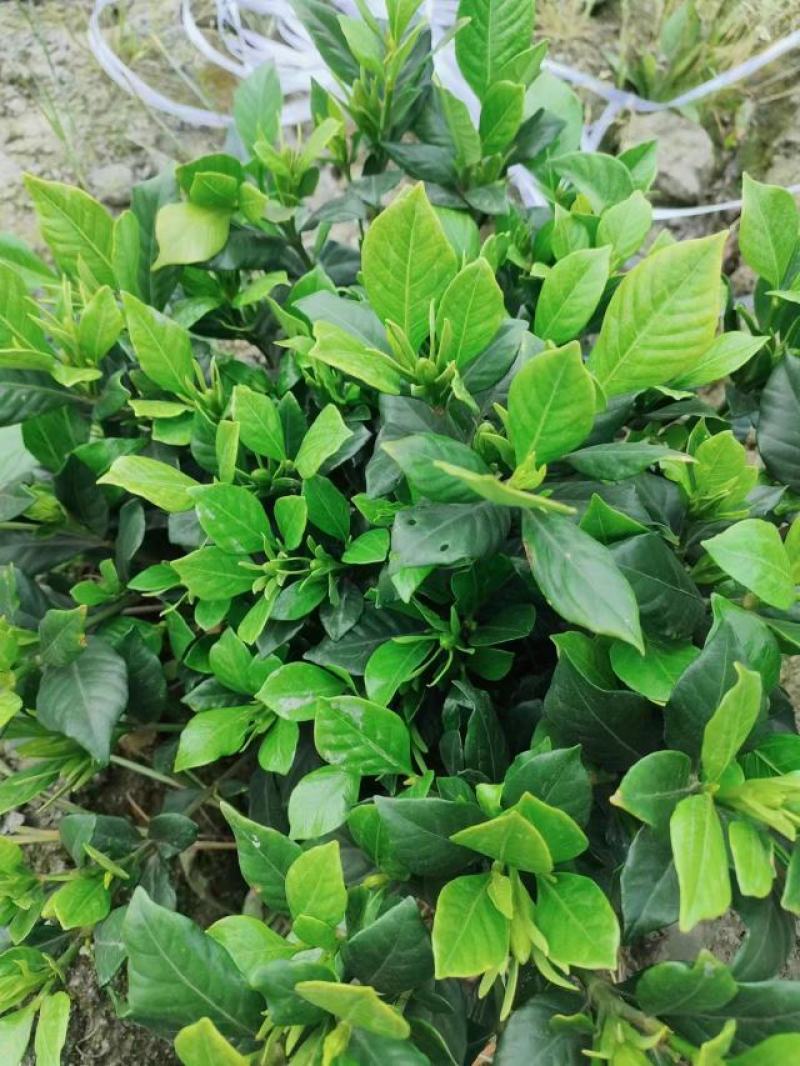 栀子花/大栀子花/小栀子花/四季栀子花苗/栀子/黄栀子