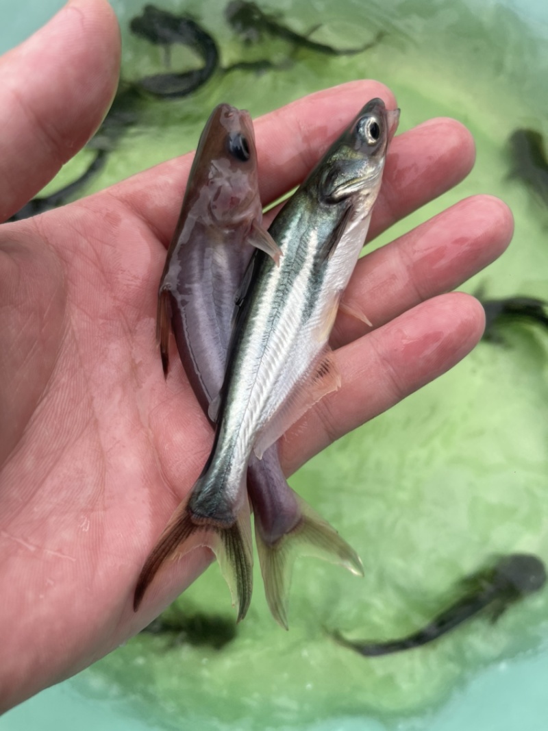 一手货源，巴沙鱼苗，生猛漂亮，价格优惠
