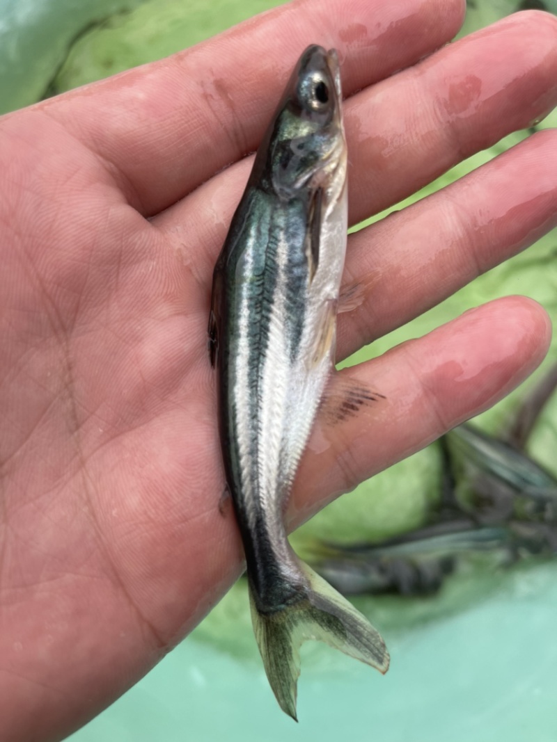 一手货源，巴沙鱼苗，生猛漂亮，价格优惠