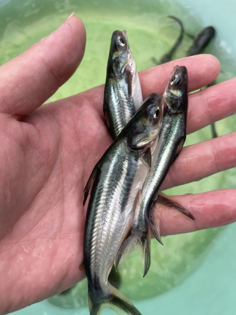 一手货源，巴沙鱼苗，生猛漂亮，价格优惠