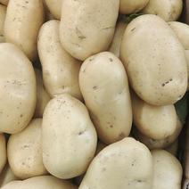 红花镇荷兰十五土豆3两以上通货，黄心土豆，一手货源