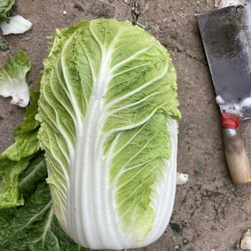 黄心白菜，【矮中高桩】预冷，单排网包