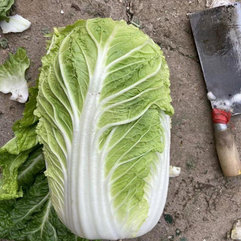黄心白菜，【矮中高桩】预冷，单排网包