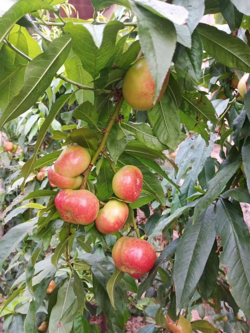 油蟠桃，精品油蟠桃大量上市，口感好，欢迎客户连系