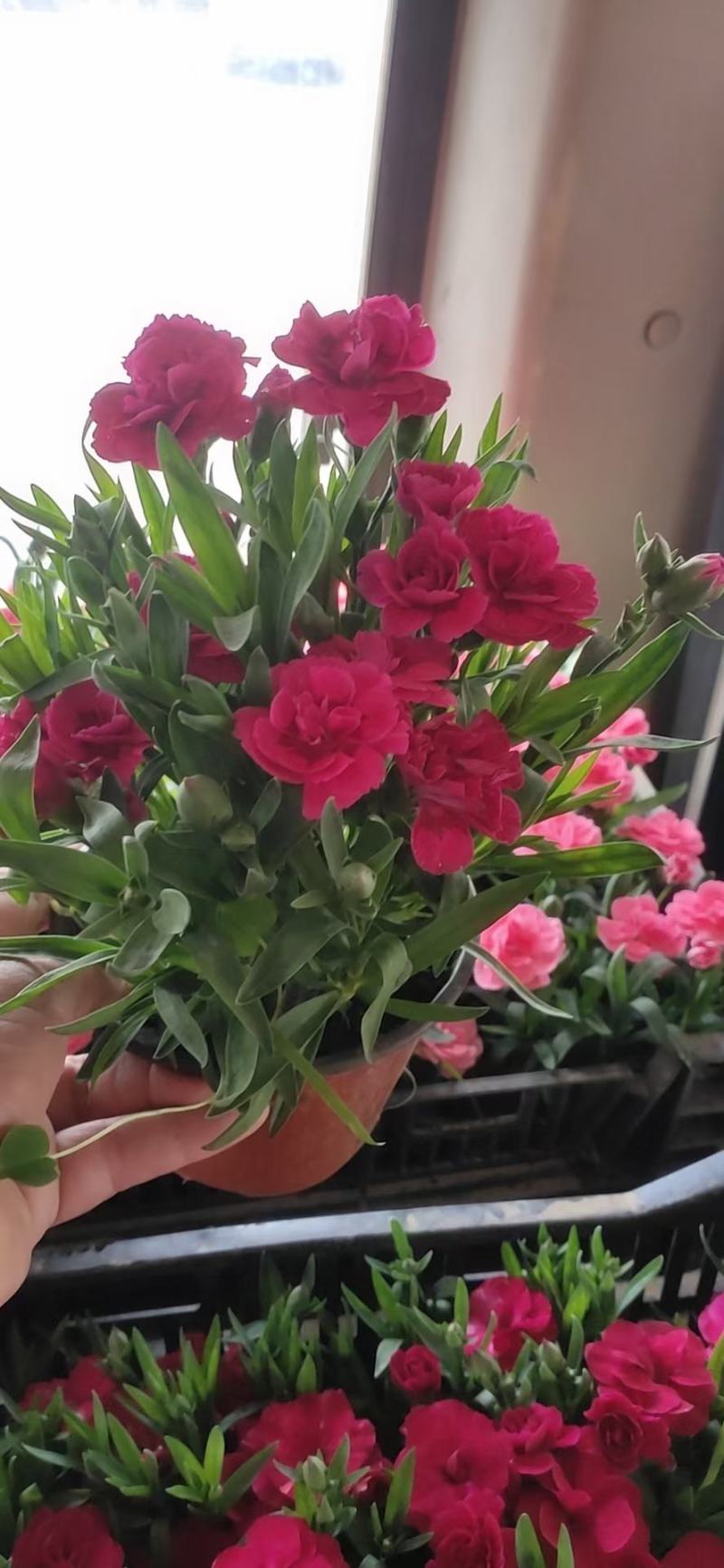 盆栽康乃馨，进口奥斯卡，花朵紧凑，花期长是赠送亲友的必备