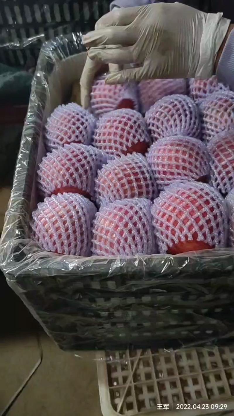 陕西纸袋秦冠商品果，纸箱，黑框，大铁框，大量现货供应！