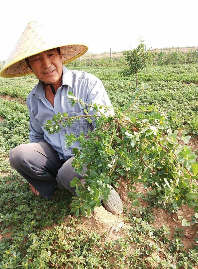 药食同源马齿苋