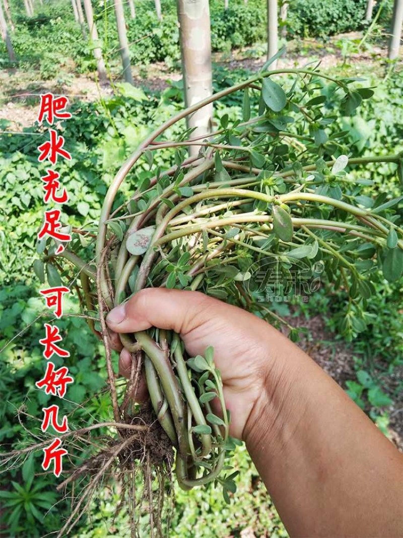 药食同源马齿苋