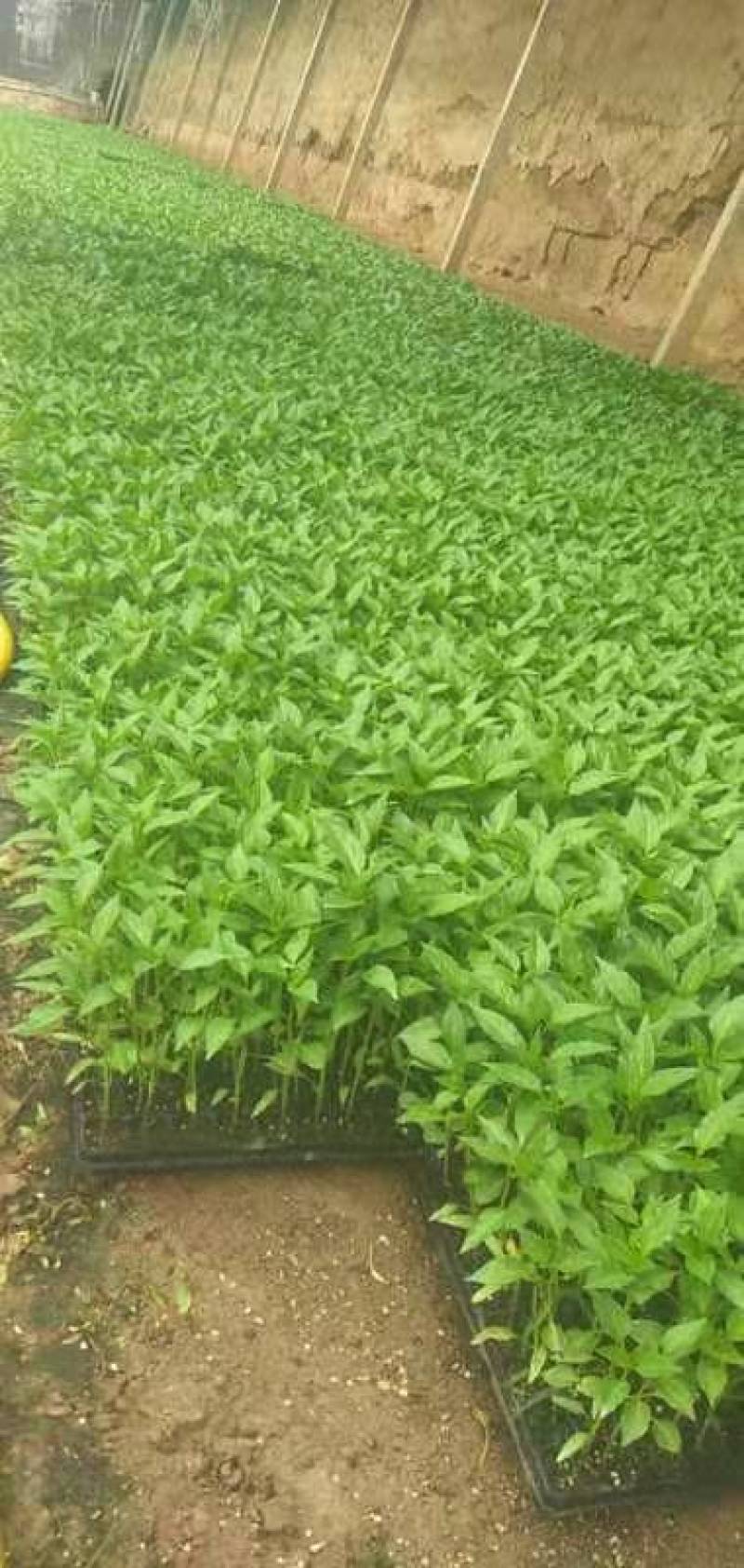 各种疏菜苗