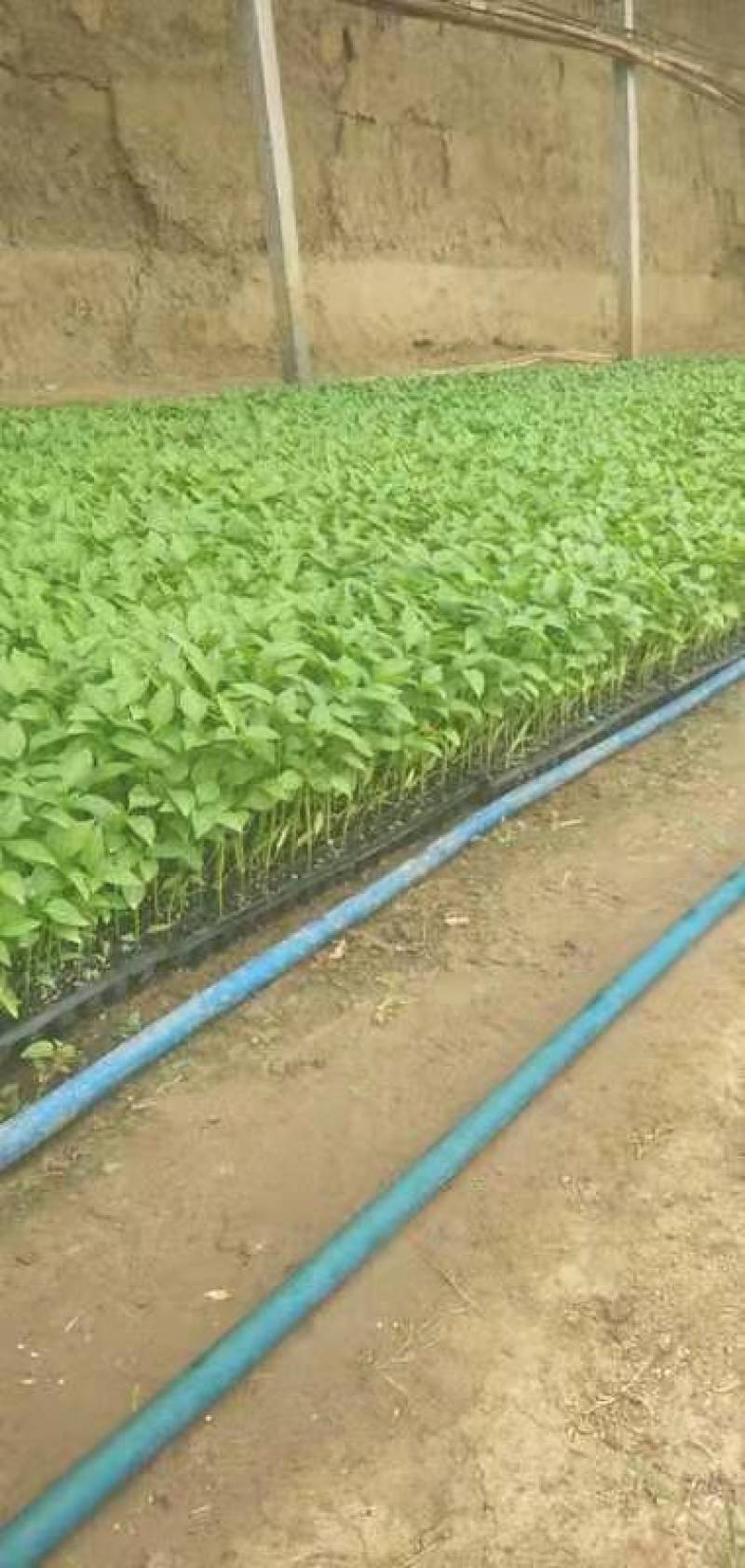 各种疏菜苗