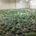 供应脱水香菜,质优价廉,一手货源,量大从优,欢迎来电咨询