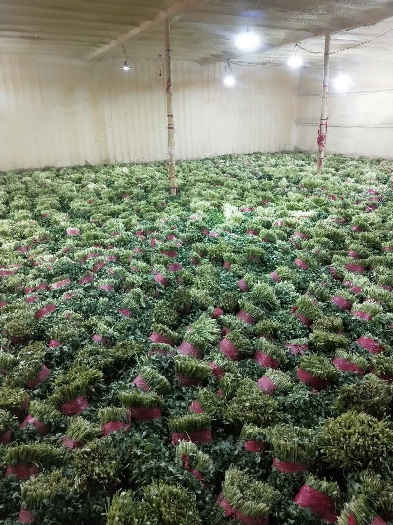 供应脱水香菜，质优价廉，一手货源，量大从优，欢迎来电咨询