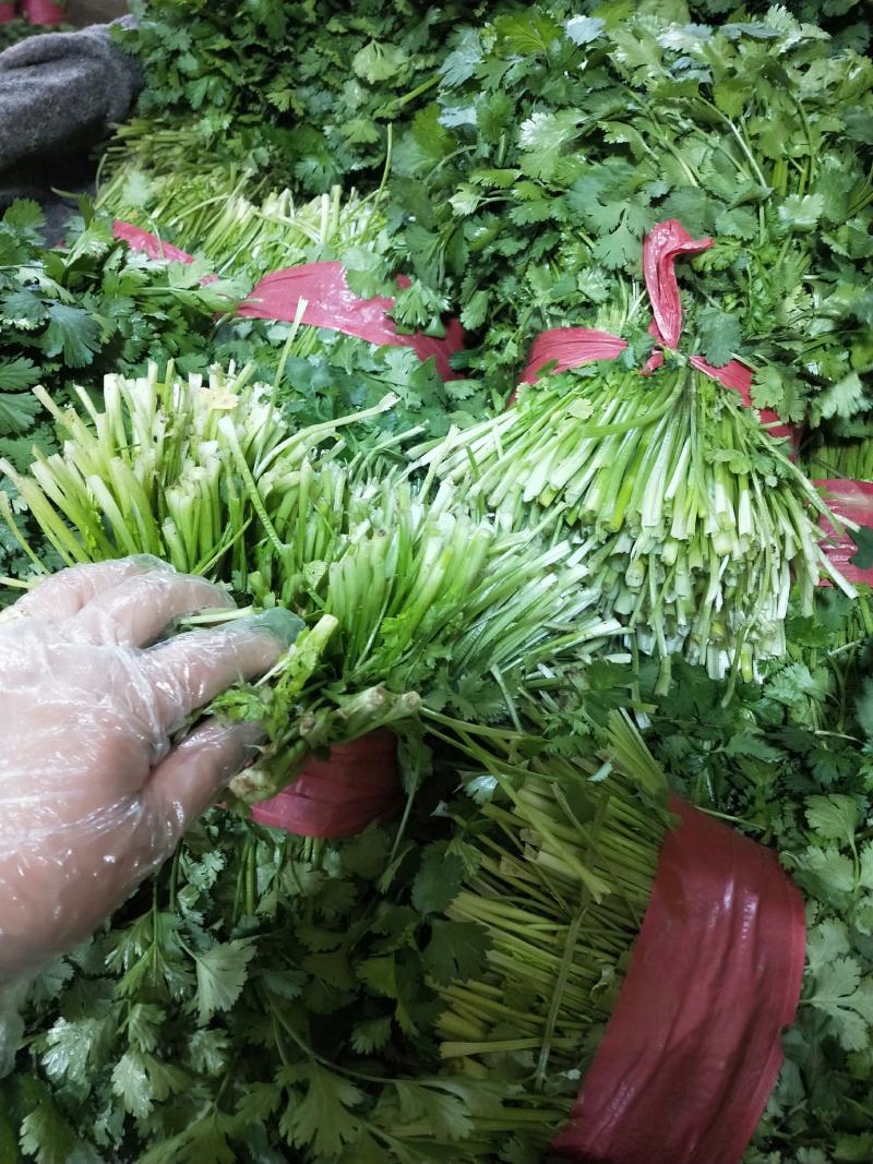 供应脱水香菜，质优价廉，一手货源，量大从优，欢迎来电咨询