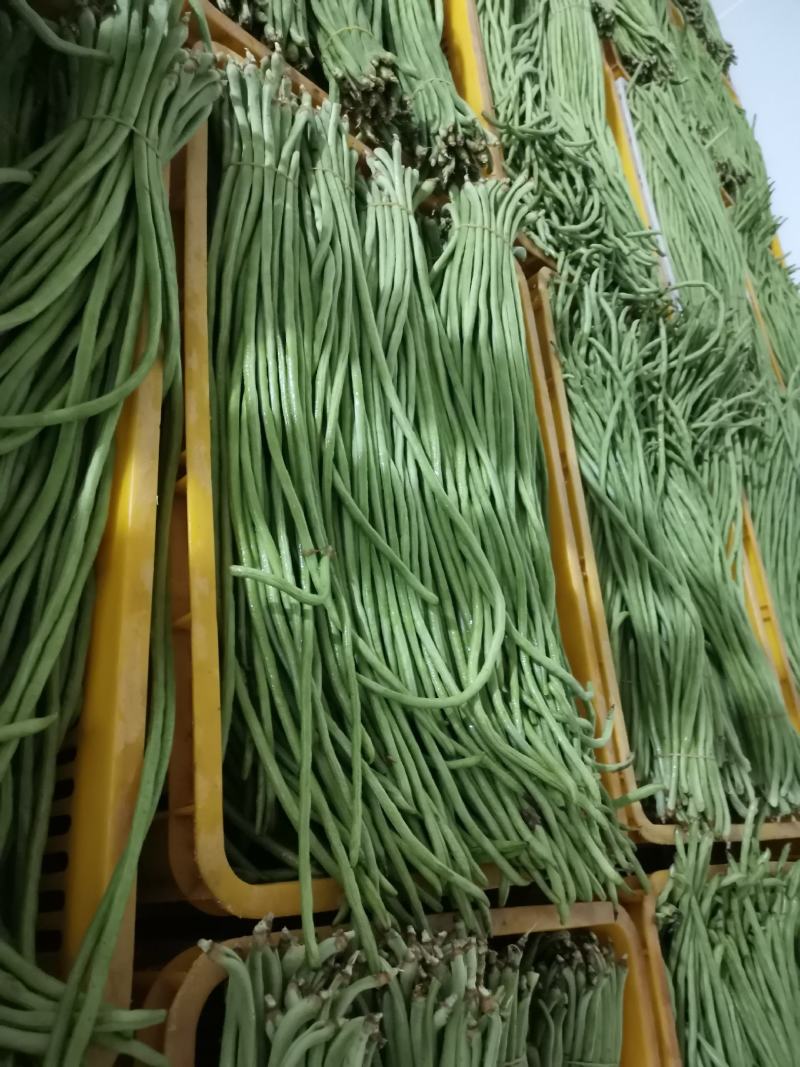 精品绿豇豆