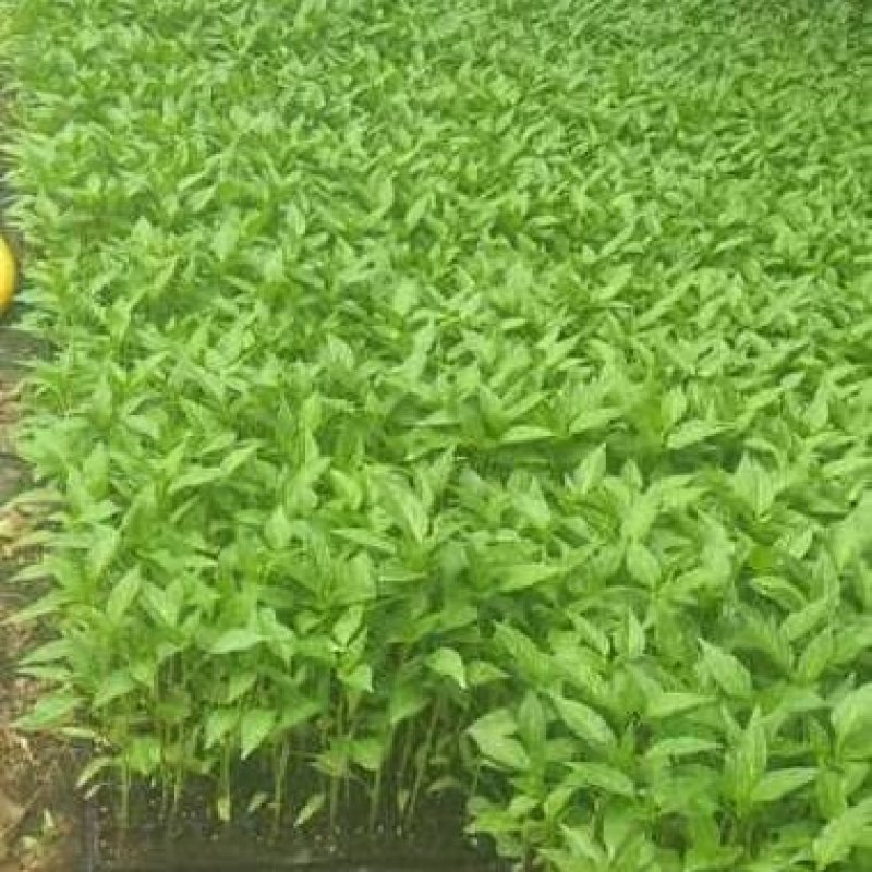 各种疏菜苗