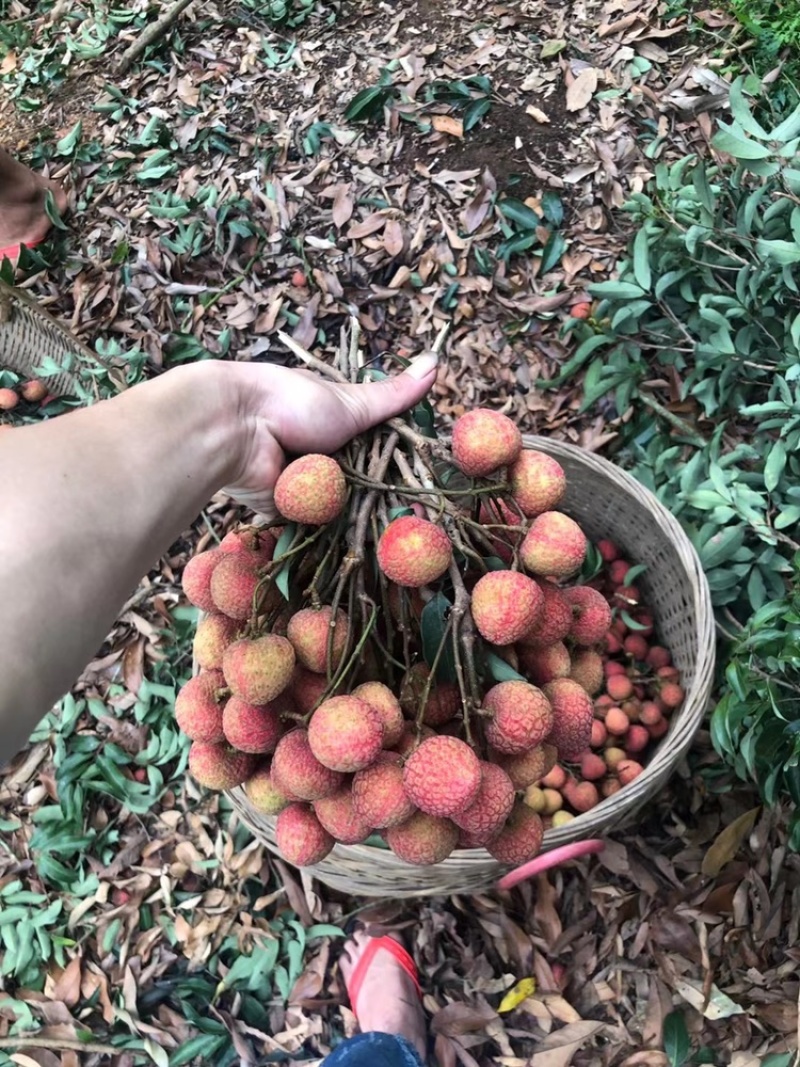 荔枝白糖婴妃子笑白腊黑叶禾荔等日出10万果粒串果