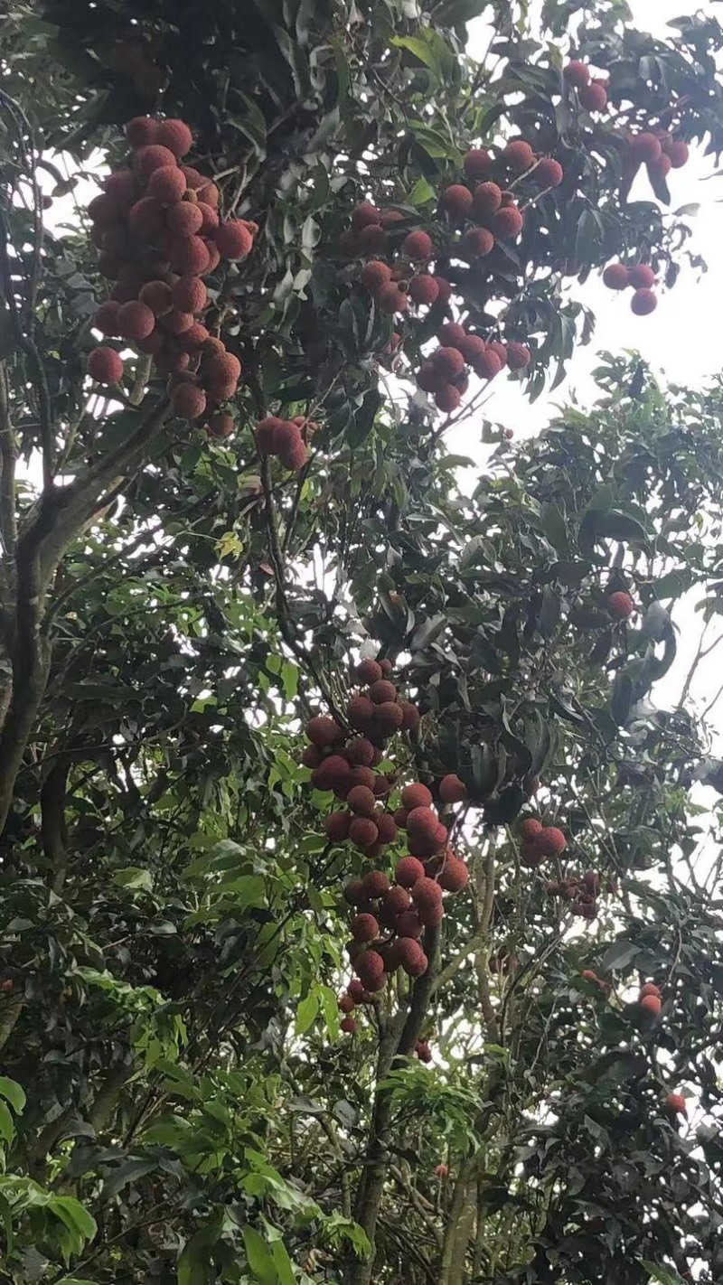 荔枝白糖婴妃子笑白腊黑叶禾荔等日出10万果粒串果