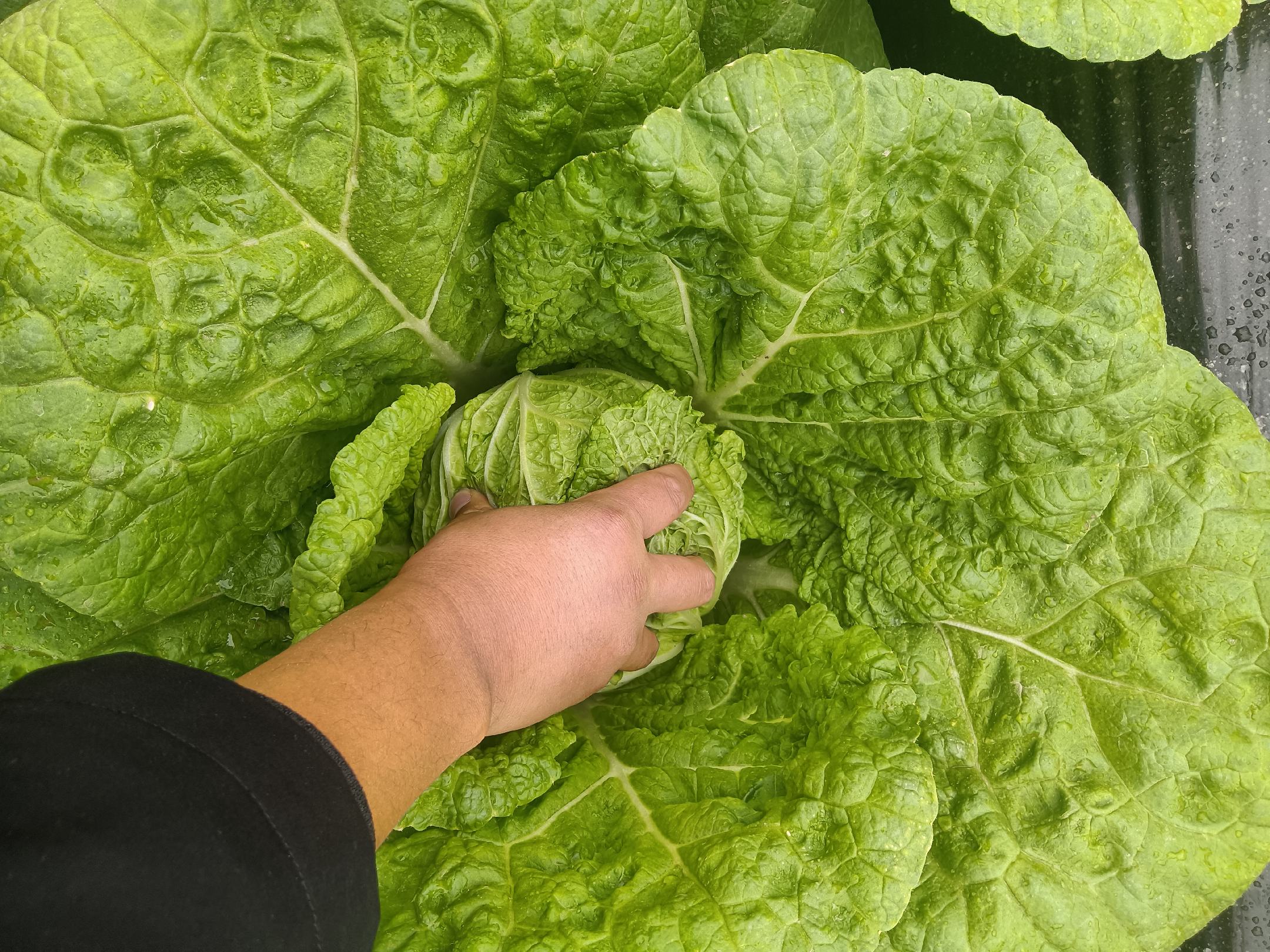 野菜柳叶菜特写
