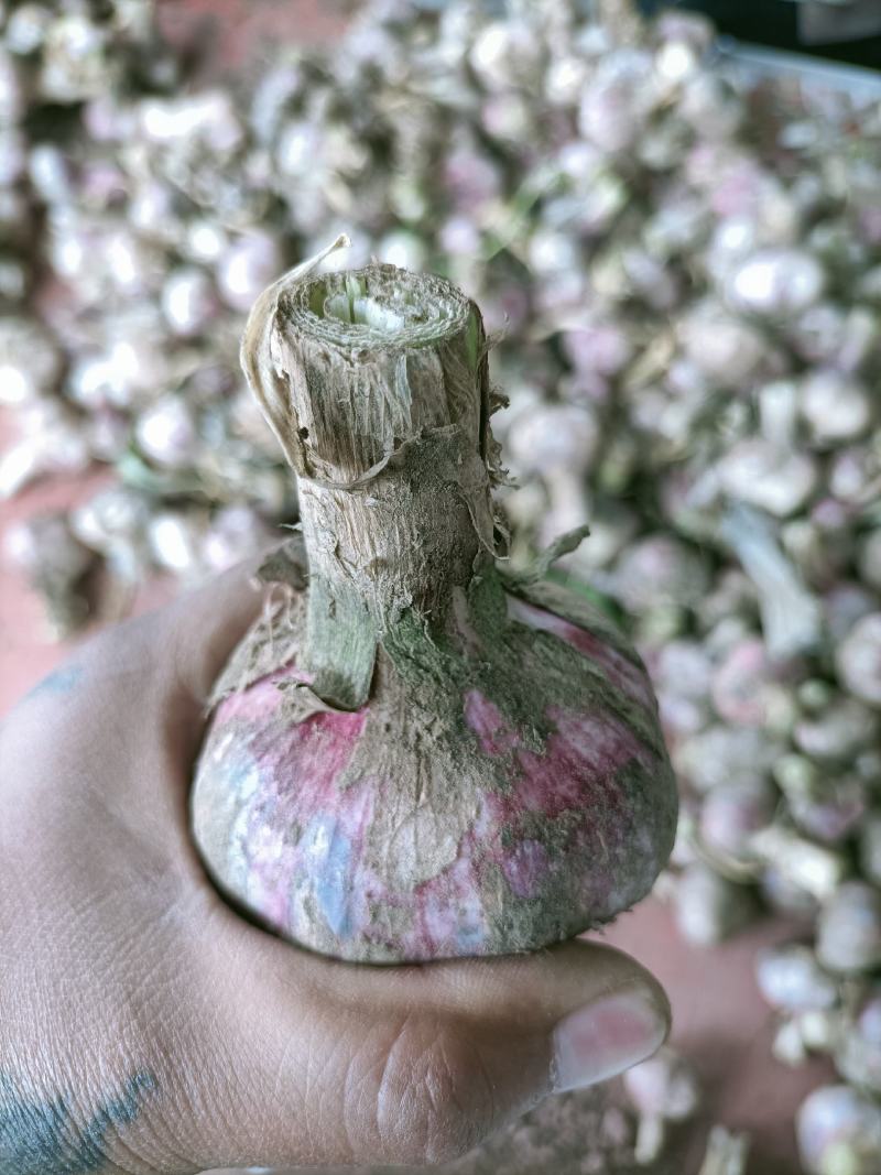 邳州精品鲜蒜皮红成熟度好邳州精品鲜蒜已大力上市，成熟度好