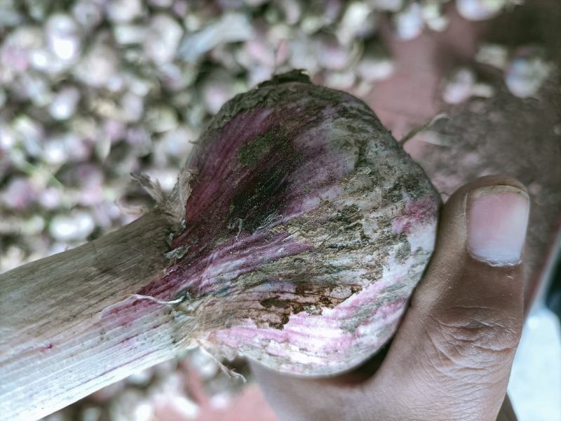 邳州精品鲜蒜皮红成熟度好邳州精品鲜蒜已大力上市，成熟度好