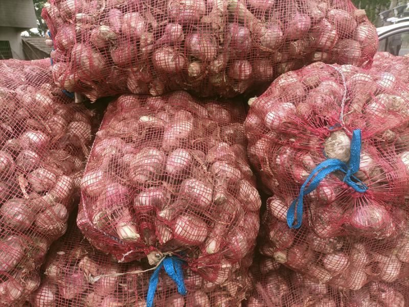 邳州精品鲜蒜皮红成熟度好邳州精品鲜蒜已大力上市，成熟度好
