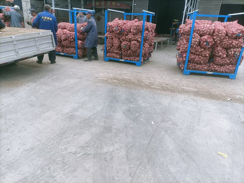 邳州精品鲜蒜皮红成熟度好邳州精品鲜蒜已大力上市，成熟度好