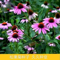 紫松果菊种子紫锥花种子宿根多年生景观工程绿化草花种子